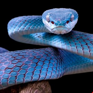 UNK_SmudgedSerpent tem como alvo acadêmicos com iscas políticas